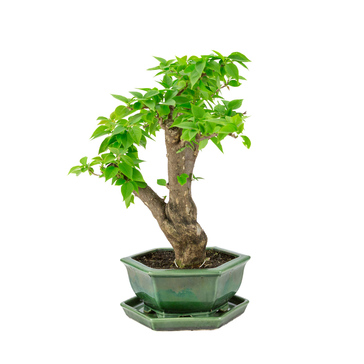 Bougainvillea glabra vaso esagonale verde, altezza ~42cm