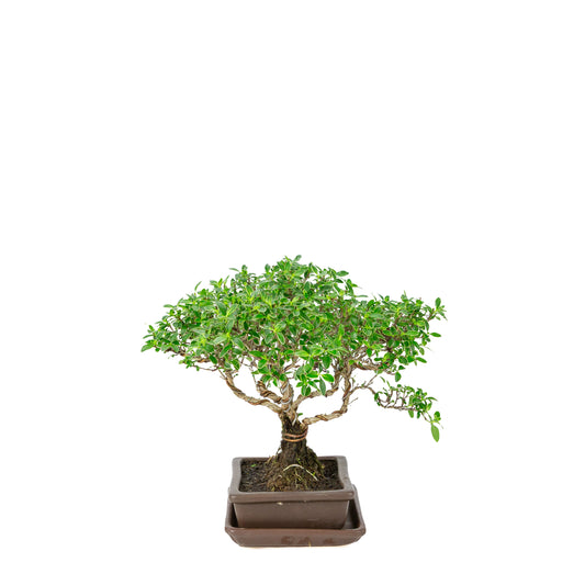 Bonsai di Serissa foetida (Albero delle Mille Stelle) in vaso rettangolare marrone, altezza ~26cm