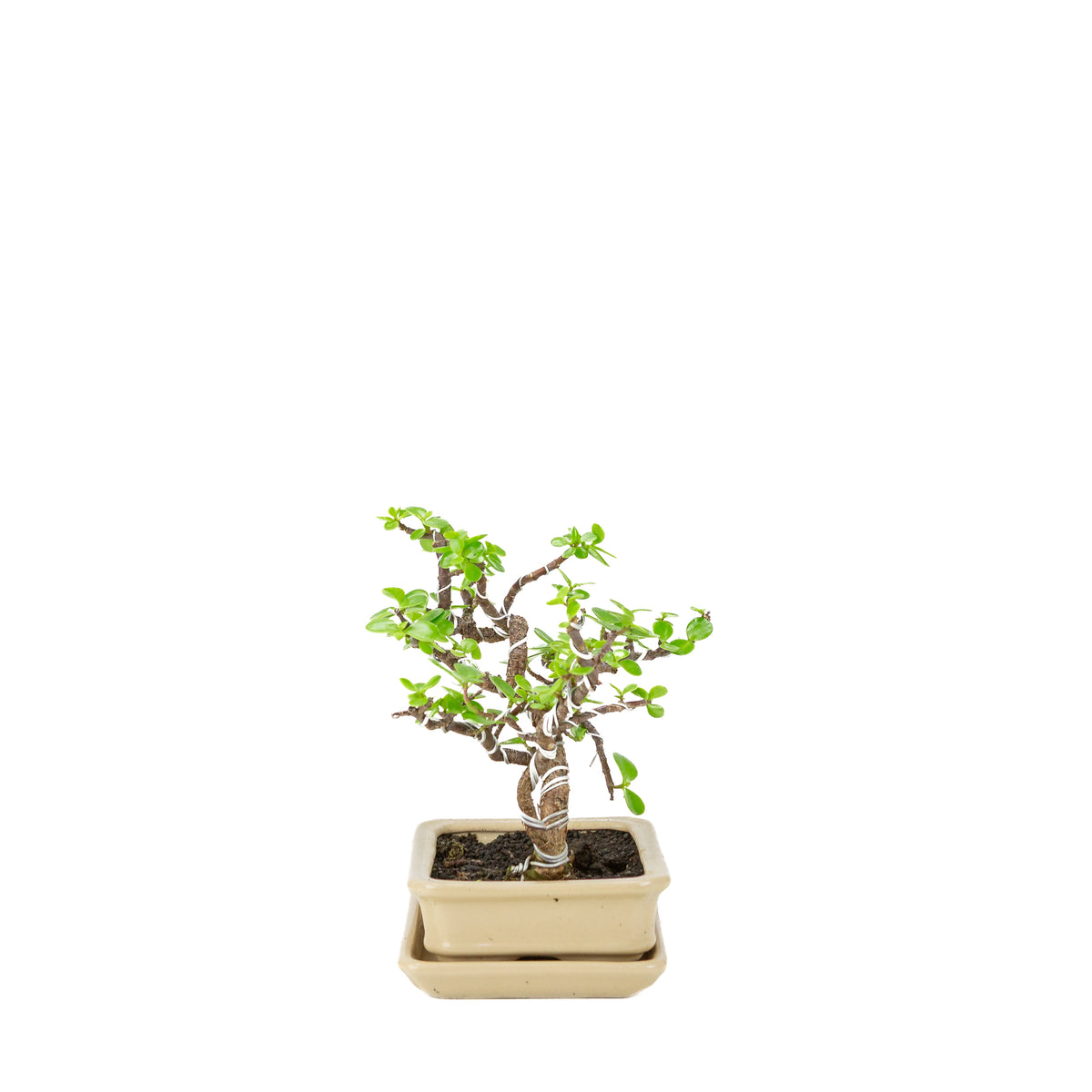 Bonsai di Portulacaria afra (Spekboom) in vaso rettangolare color crema, altezza ~22cm