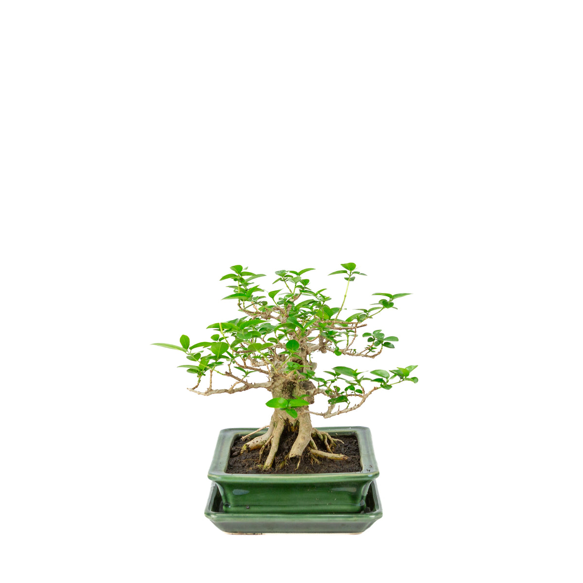 Premna microphylla (acero muschiato) vaso rettangolare verde, altezza ~24cm