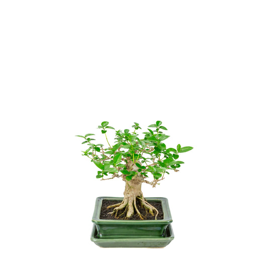 Premna microphylla (acero muschiato) vaso rettangolare verde, altezza ~24cm
