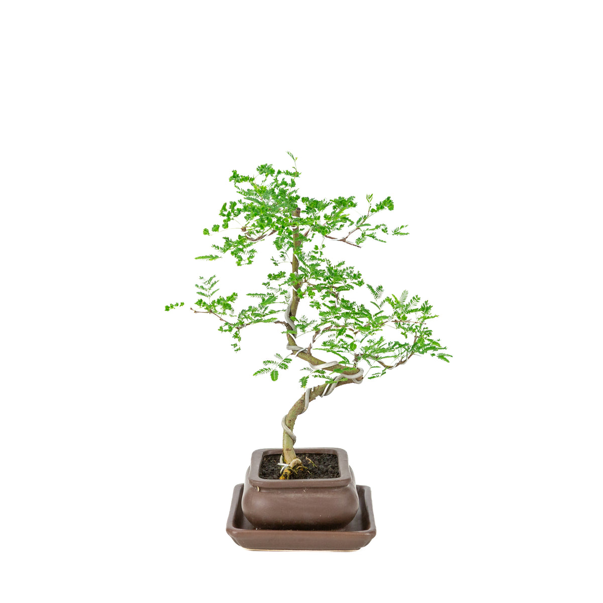 Bonsai di Vachellia nilotica (acacia del Nilo) in vaso rettangolare marrone, altezza ~37 cm