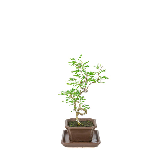 Bonsai di Vachellia nilotica (Acacia nilotica) in vaso rettangolare marrone, altezza ~28cm