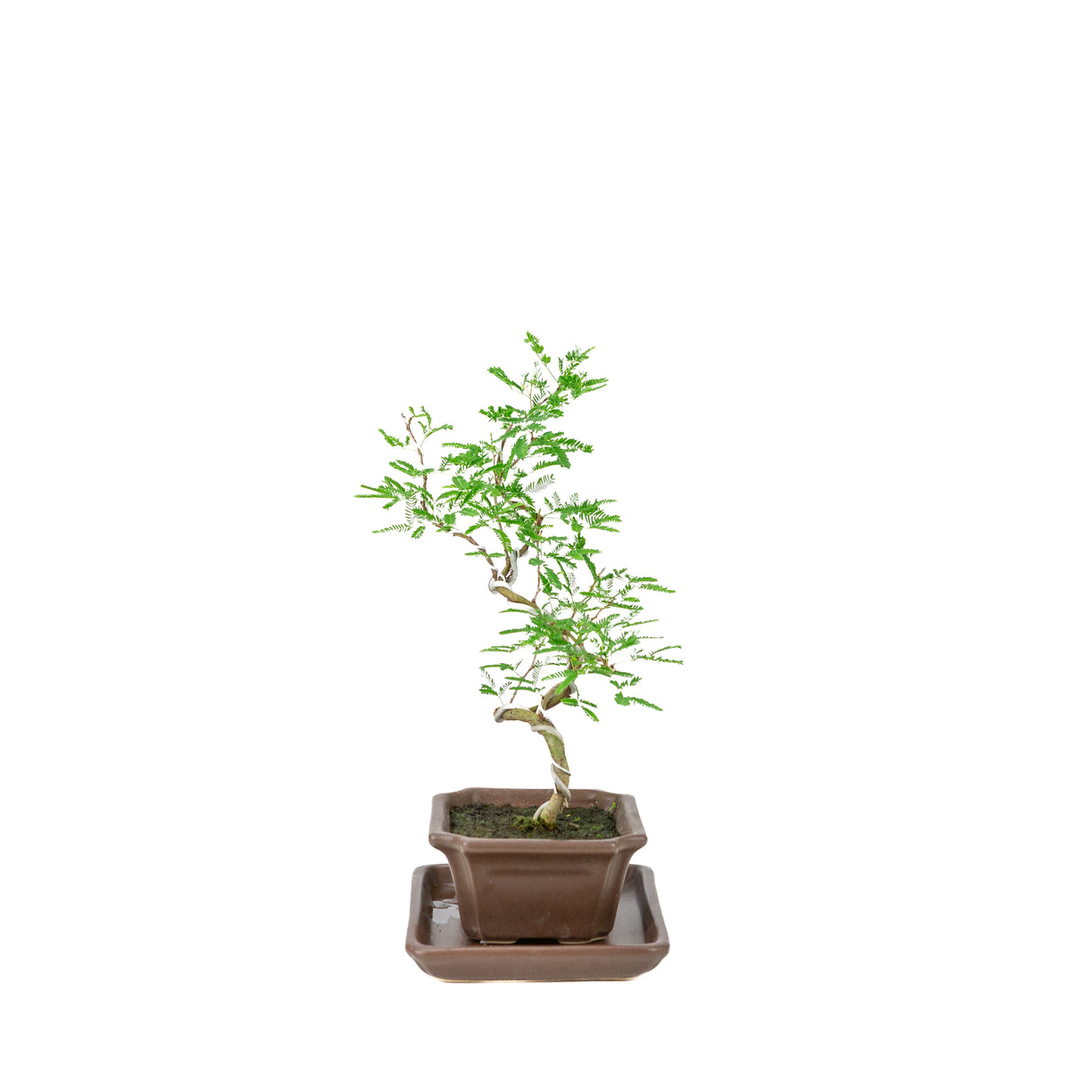 Bonsai di Vachellia nilotica (Acacia nilotica) in vaso rettangolare marrone, altezza ~28cm