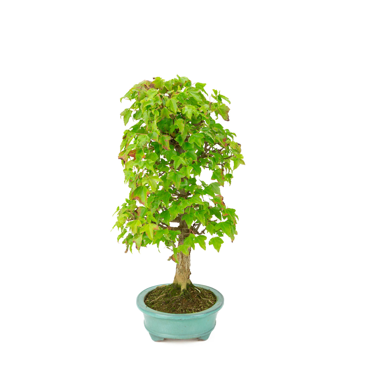 Acer buergerianum (Acero tridente) vaso ovale verde, altezza ~40 cm