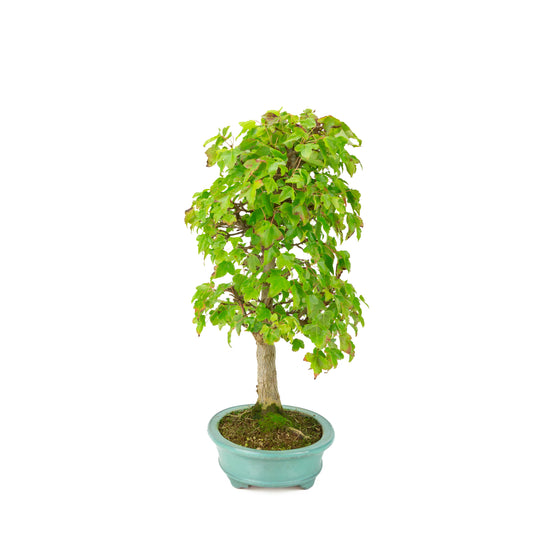Acer buergerianum (Acero tridente) vaso ovale verde, altezza ~40 cm