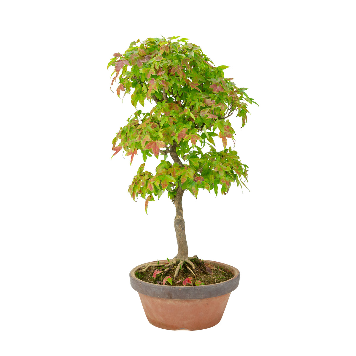 Acer buergerianum (Acero tridente) vaso in terracotta, altezza ~46 cm
