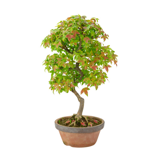 Acer buergerianum (Acero tridente) vaso in terracotta, altezza ~46 cm