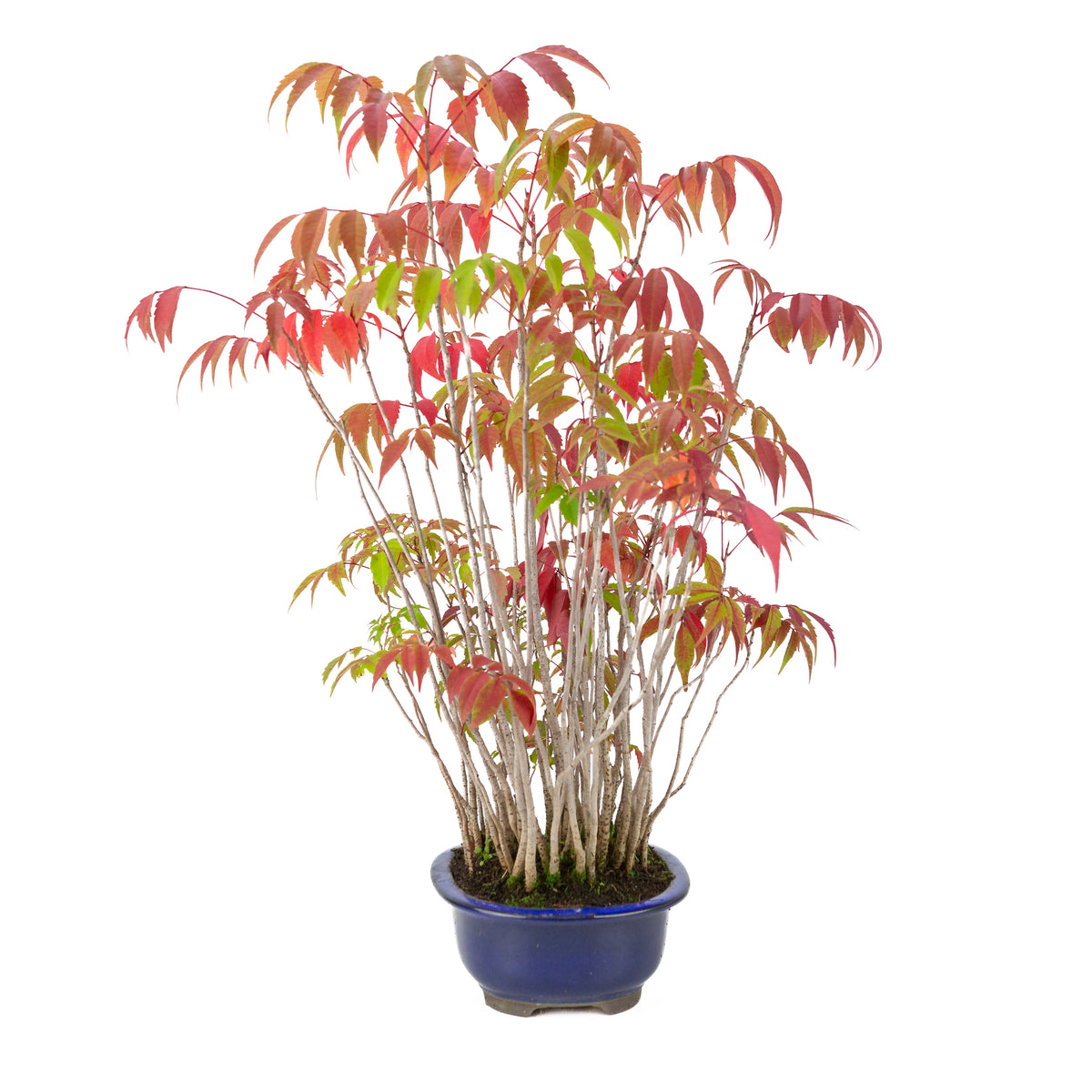 Rhus succedanea (albero di cera giapponese) vaso ovale blu, altezza ~47cm