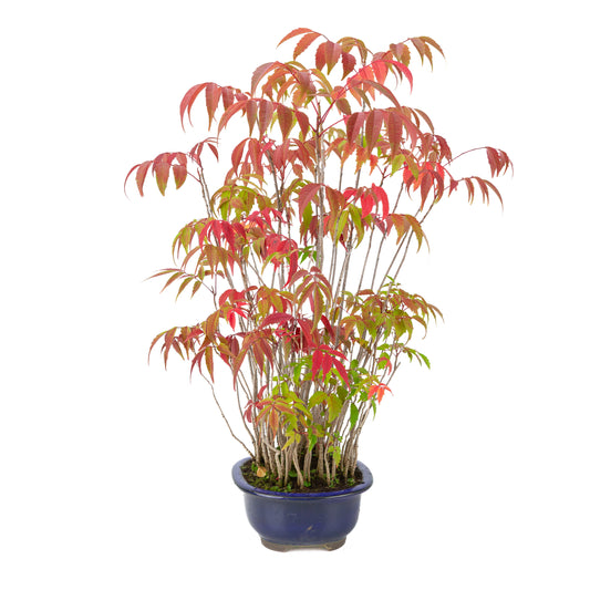 Rhus succedanea (albero di cera giapponese) vaso ovale blu, altezza ~47cm