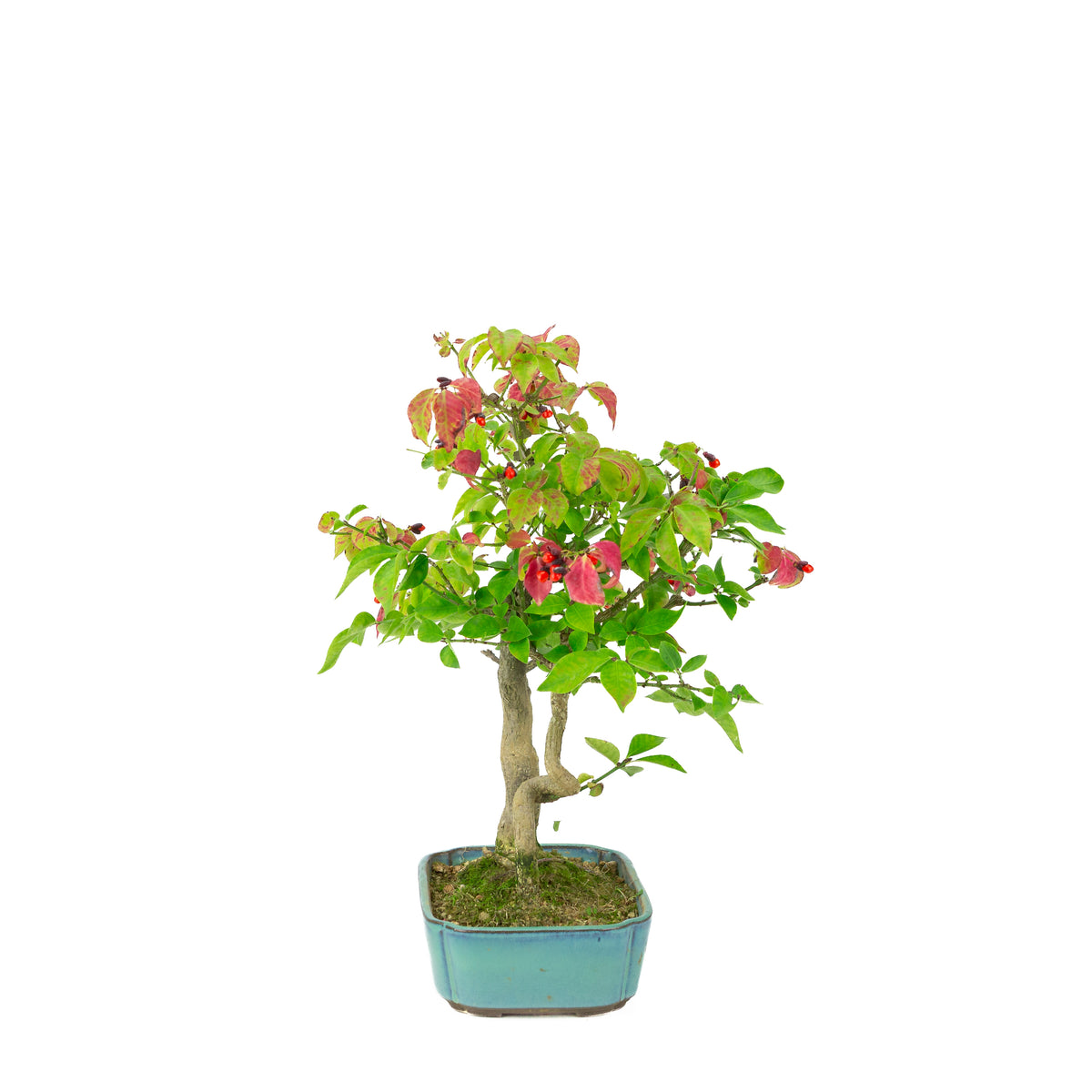 Euonymus alatus (Evonimo alato) vaso rettangolare blu, altezza ~34cm
