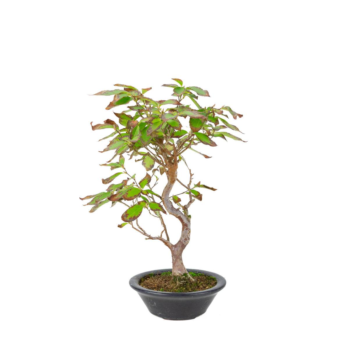 Stewartia monodelpha (Camelia ad albero) vaso tondo blu scuro, altezza ~37cm