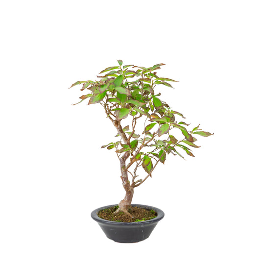 Stewartia monodelpha (Camelia ad albero) vaso tondo blu scuro, altezza ~37cm