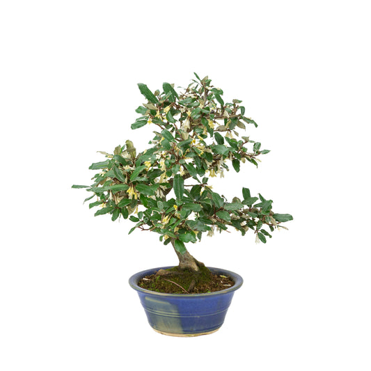 Elaeagnus pungens (Olivagno spinoso) in vaso rotondo blu, altezza ~38cm