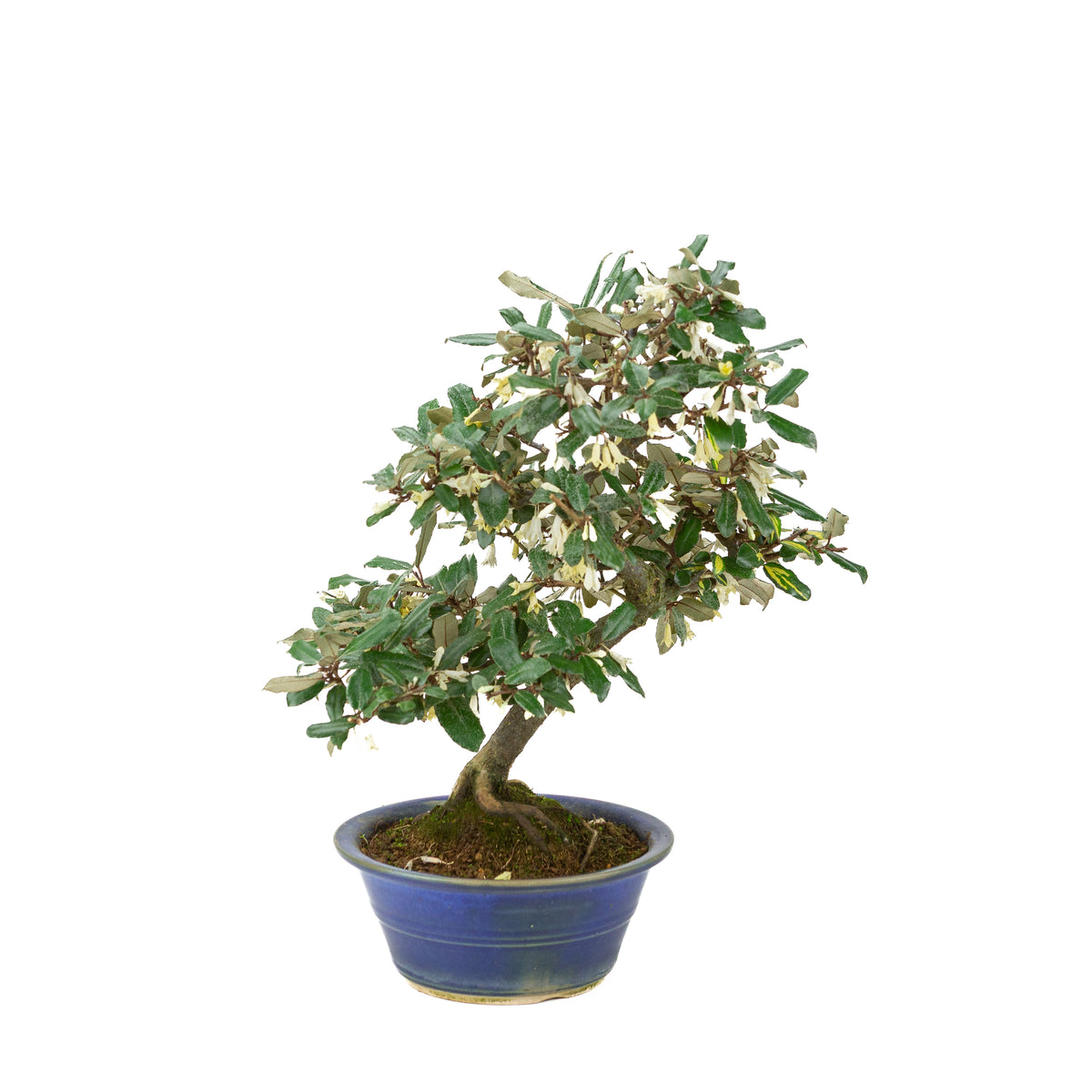 Elaeagnus pungens (Olivagno spinoso) in vaso rotondo blu, altezza ~38cm