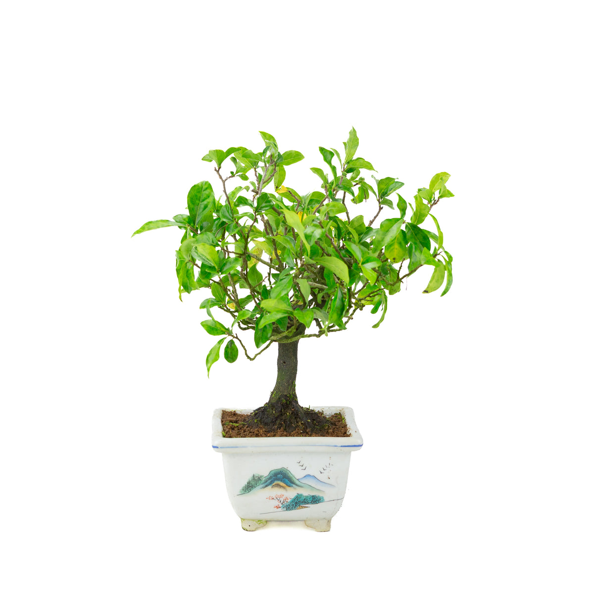 Diospyros kaki (cachi), vaso quadrato dipinto, altezza ~37 cm
