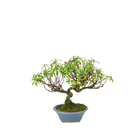 Trachelospermum jasminoides (falso gelsomino) in vaso rotondo azzurro, altezza ~27cm