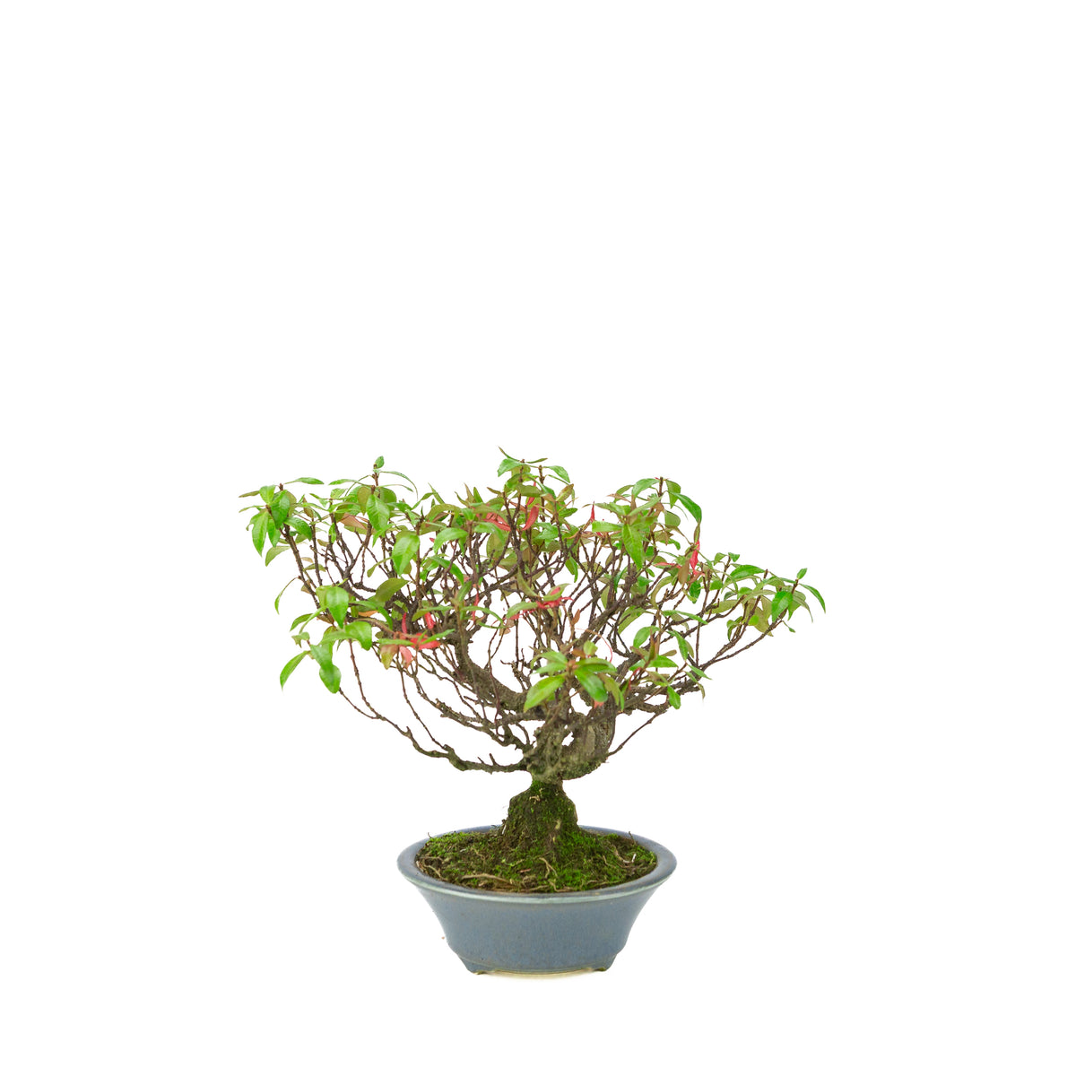 Trachelospermum jasminoides (falso gelsomino) in vaso rotondo azzurro, altezza ~27cm