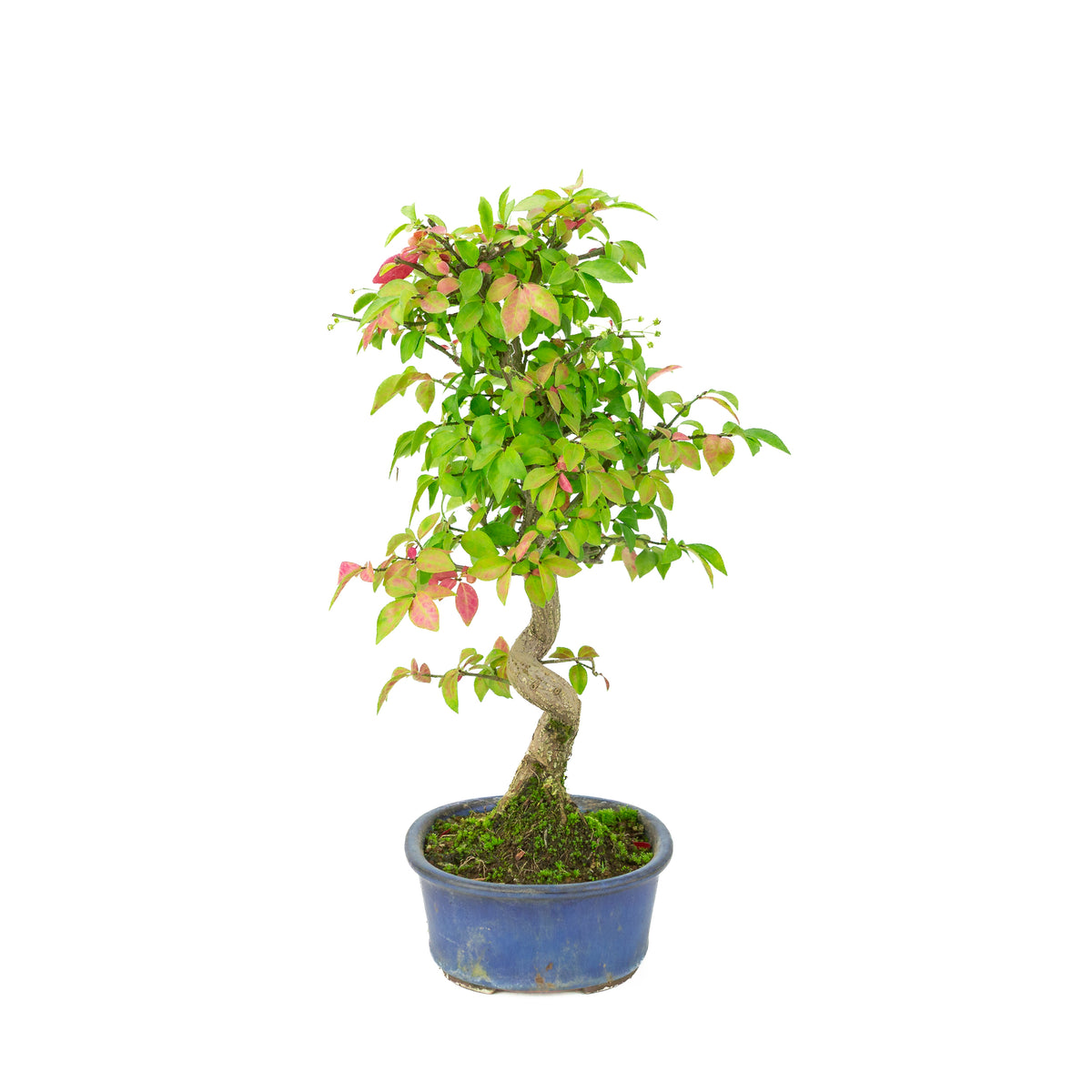 Euonymus alatus (Evonimo alato) vaso ovale blu, altezza ~40cm