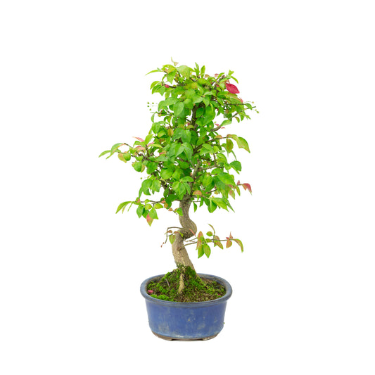 Euonymus alatus (Evonimo alato) vaso ovale blu, altezza ~40cm