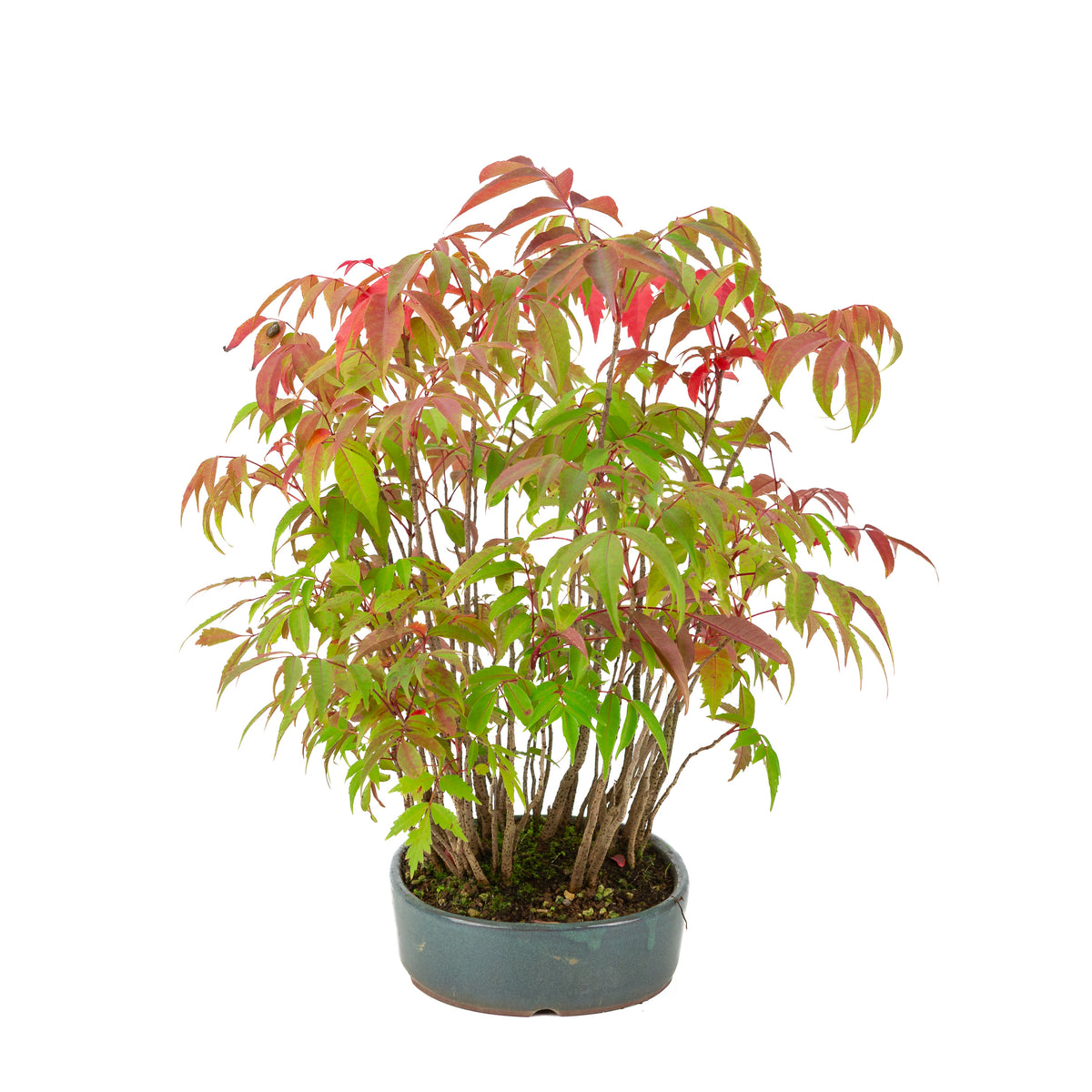 Rhus succedanea (Albero di cera giapponese) vaso ovale blu, altezza ~39cm