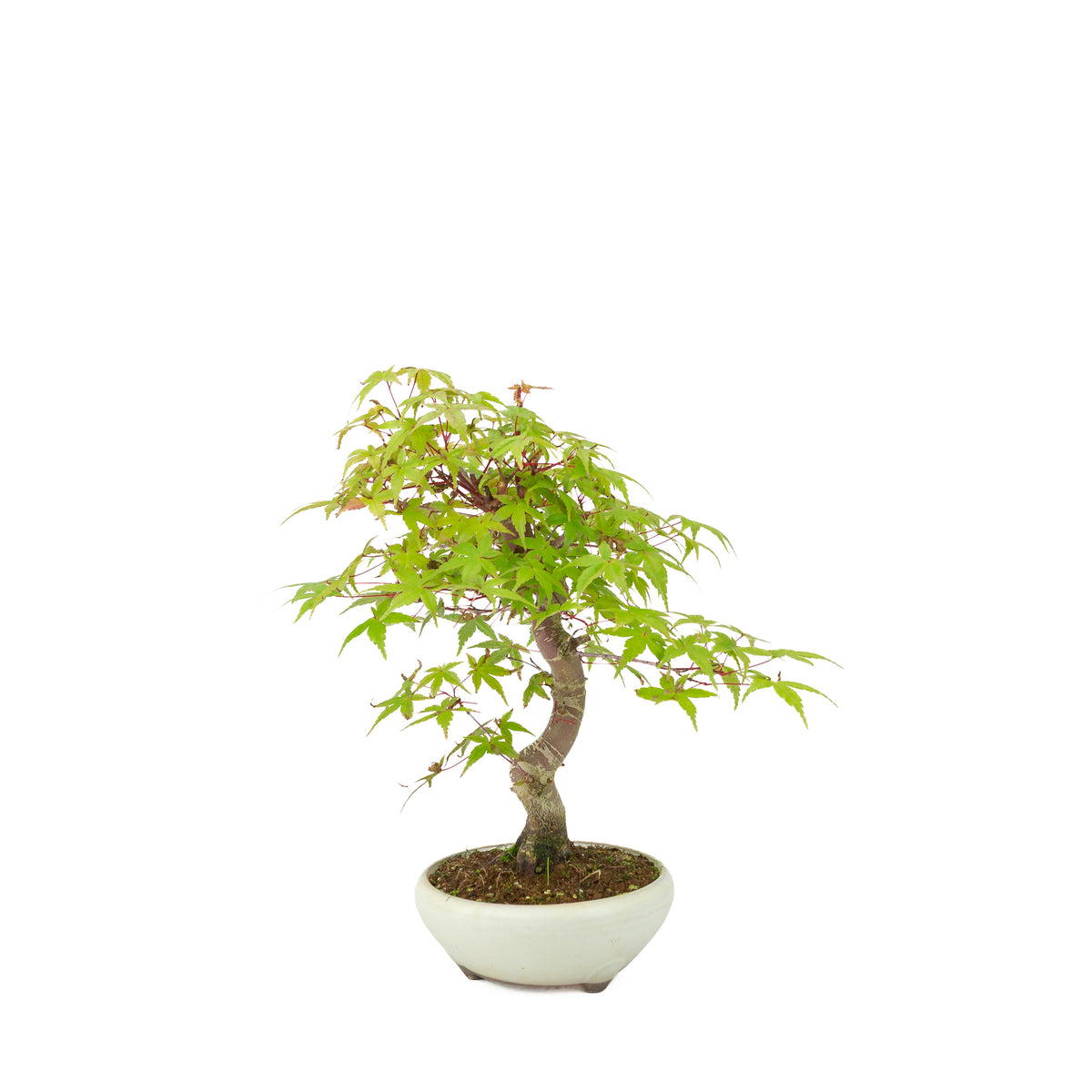 Acer palmatum Deshojo (acero giapponese) vaso rotondo color crema, altezza ~30 cm