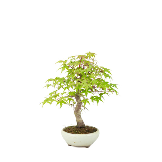 Acer palmatum Deshojo (acero giapponese) vaso rotondo color crema, altezza ~30 cm