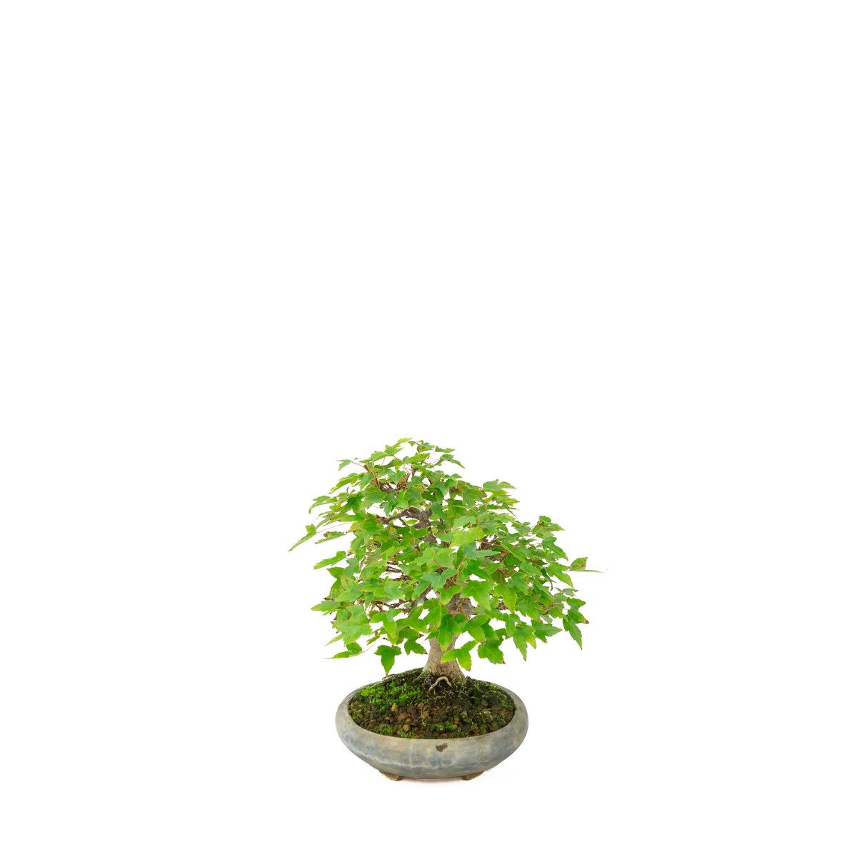 Acer buergerianum (Acero tridente) in vaso ovale blu, altezza ~21 cm