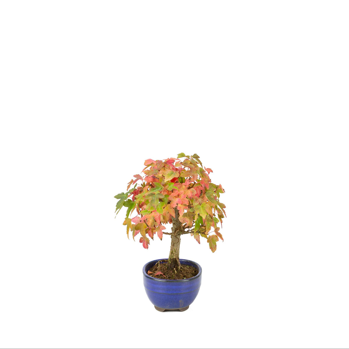 Acer buergerianum (Acero tridente) vaso ovale blu, altezza ~21 cm