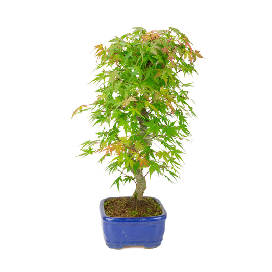 Acer palmatum 'Deshojo' (acero giapponese), vaso rettangolare blu, altezza ~45 cm