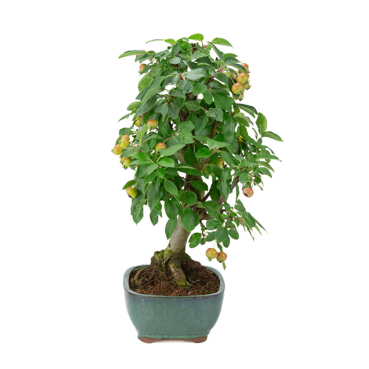 Malus halliana (melo) in vasetto rettangolare verde, altezza ~46 cm