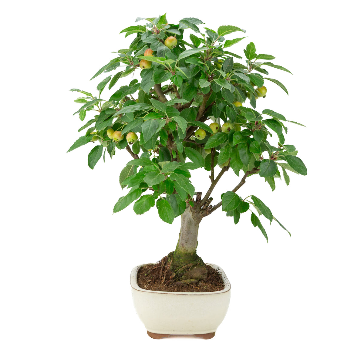 Malus halliana (Melo) in vaso rettangolare color crema, altezza ~50 cm
