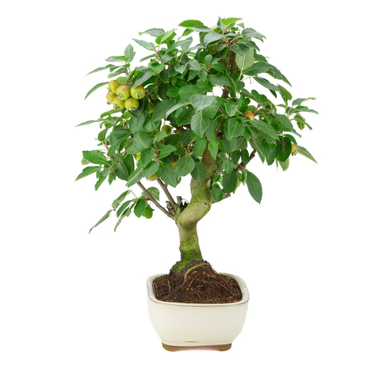 Malus halliana (Melo) in vaso rettangolare color crema, altezza ~50 cm