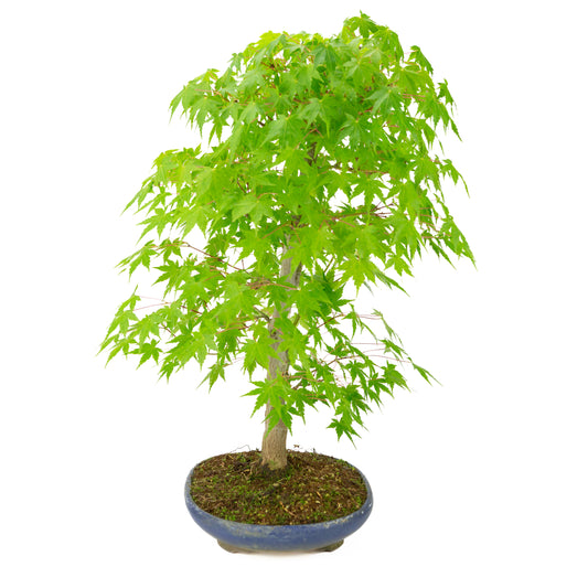 Acer palmatum (acero giapponese) vaso ovale blu, altezza ~50 cm
