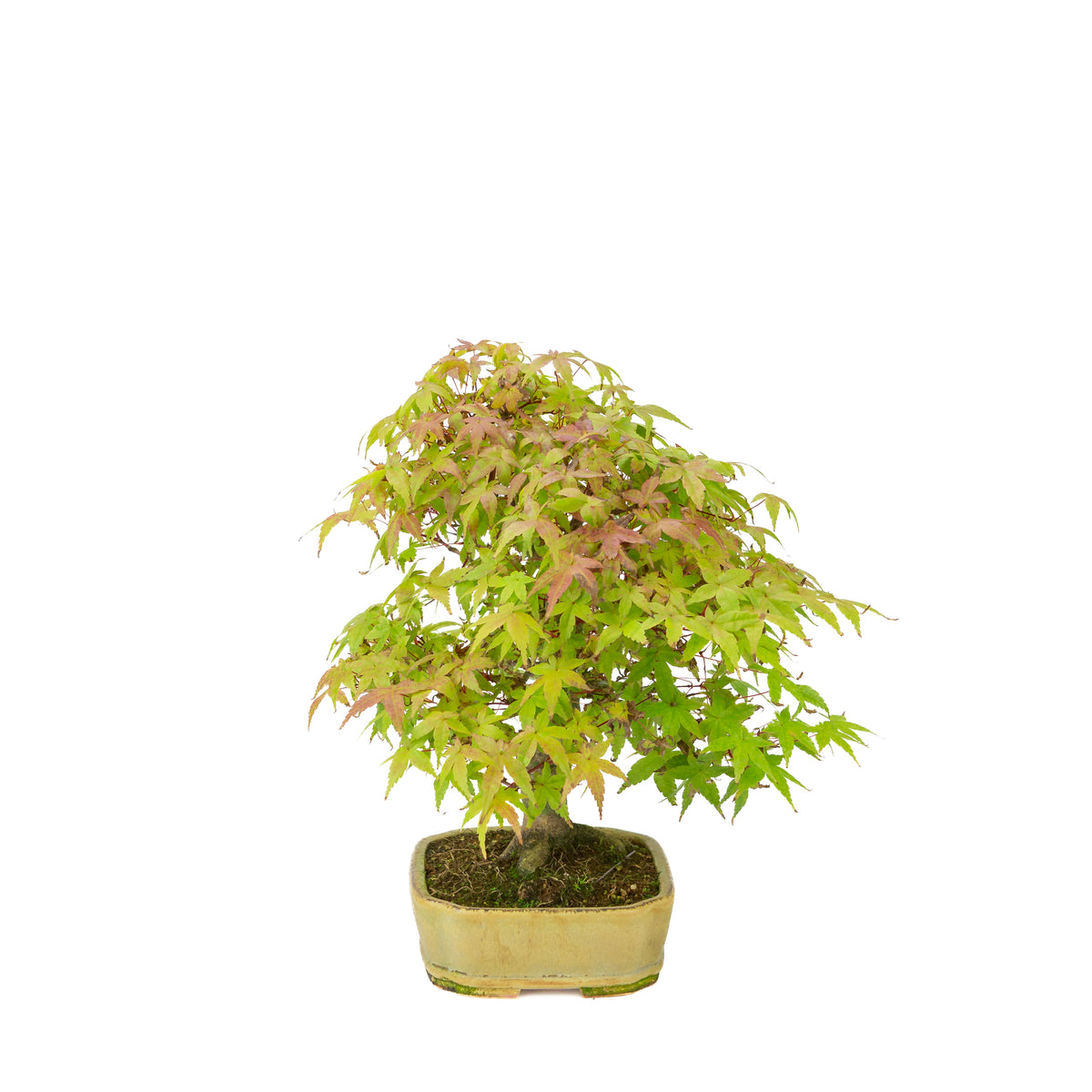 Acer palmatum Deshojo (acero giapponese), vaso rettangolare beige, altezza ~33 cm