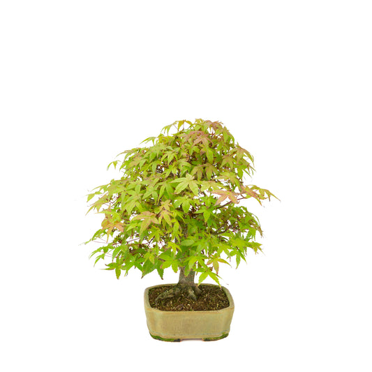 Acer palmatum Deshojo (acero giapponese), vaso rettangolare beige, altezza ~33 cm