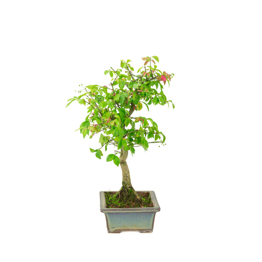 Euonymus alatus (Evonimo alato) vaso rettangolare verde-blu, altezza ~36cm