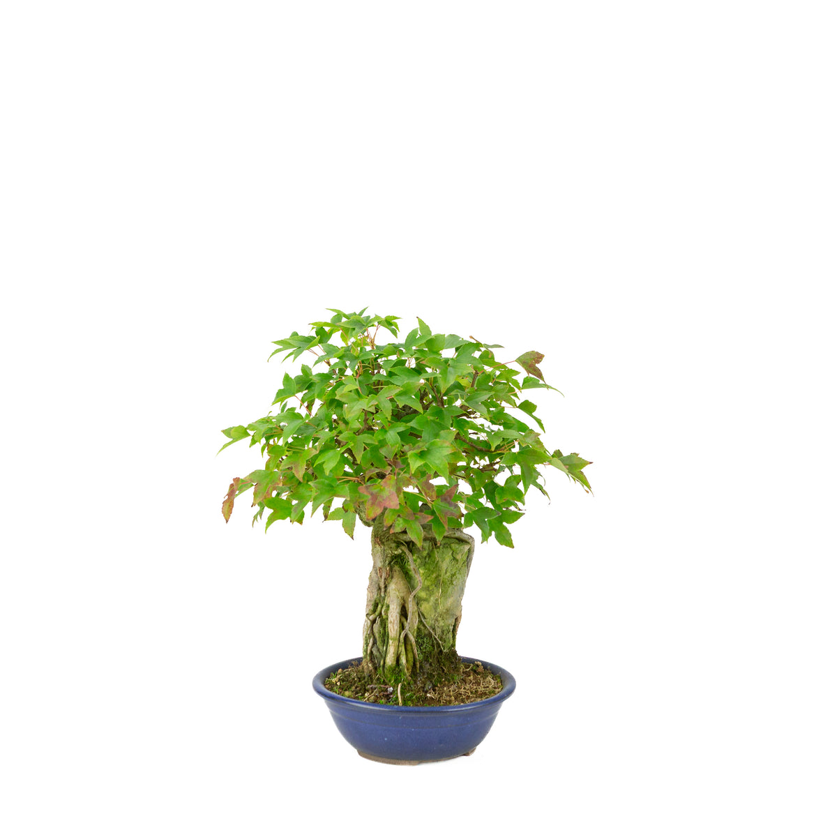 Acer buergerianum (Acero tridente) Seki-joju in vaso rotondo blu, altezza ~29 cm