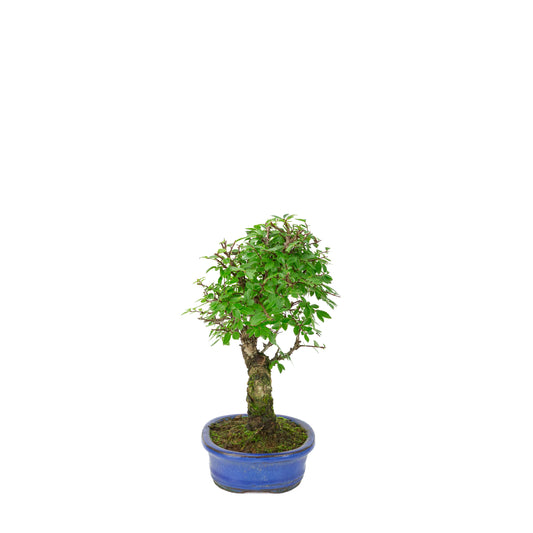 Zelkova nire (Olmo giapponese) in vaso ovale blu, altezza ~28cm