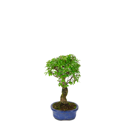 Zelkova nire (Olmo giapponese) in vaso ovale blu, altezza ~28cm
