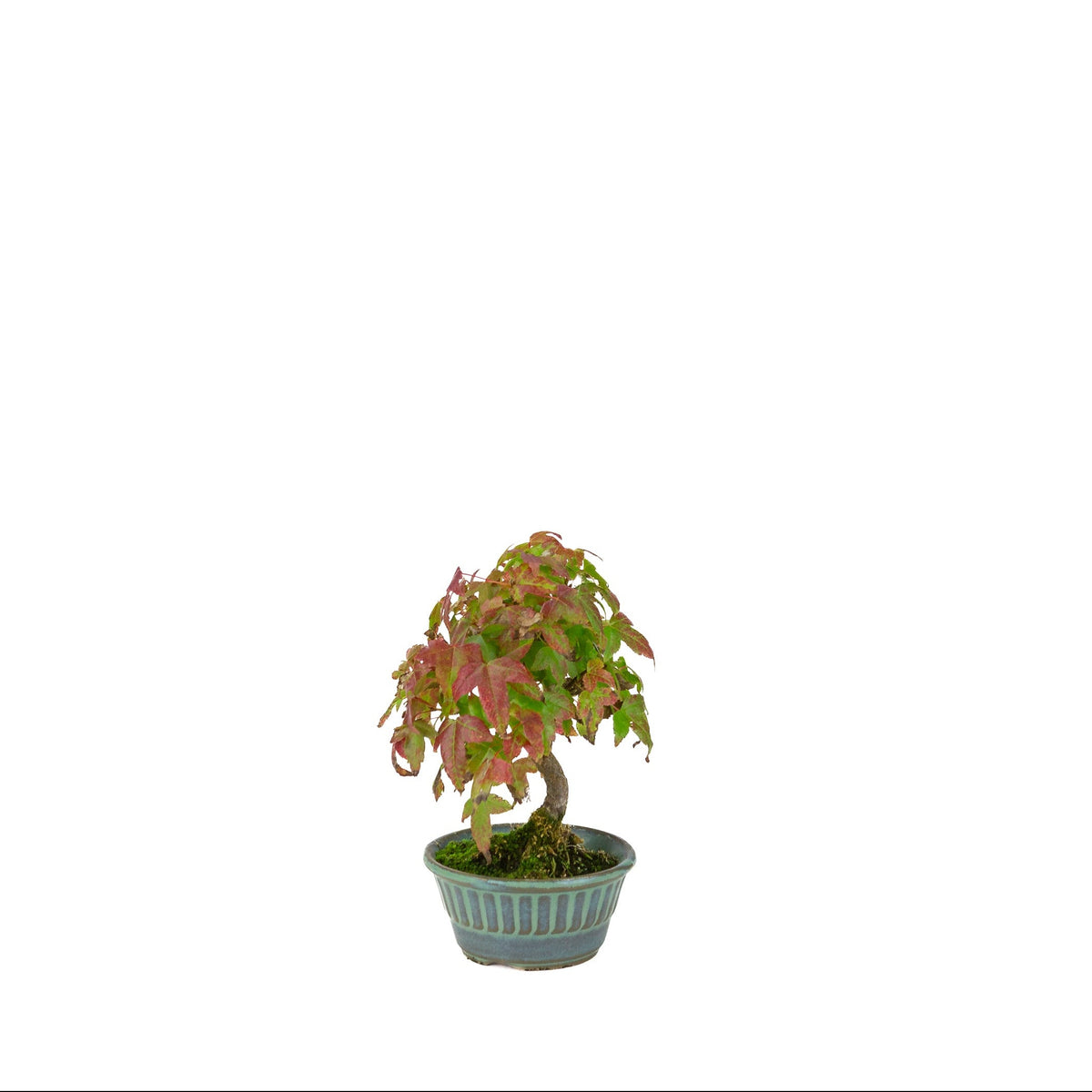 Acer buergerianum (Acero tridente) vaso rotondo blu-verde, altezza ~17 cm