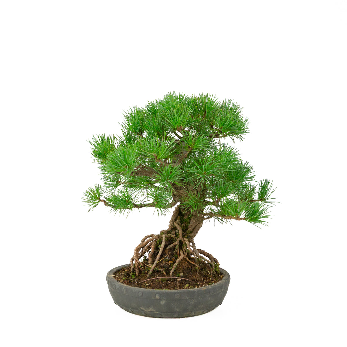 Pinus parviflora vaso a tamburo rotondo non smaltato 20 cm, altezza ~32 cm