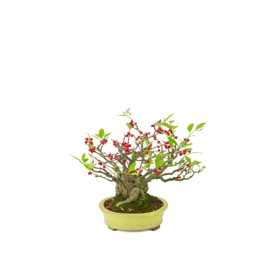 Ilex serrata (Umemodoki) vaso ovale giallo 18cm, altezza ~21cm