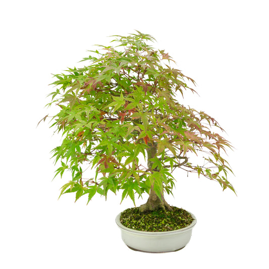 Acer palmatum 'Benichidori' (acero giapponese), altezza ~46 cm