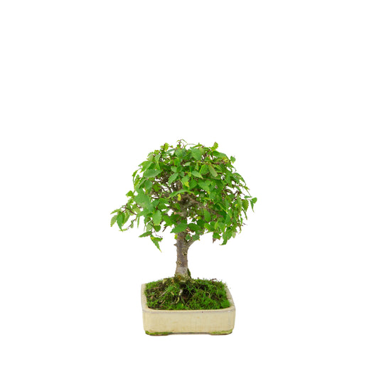 Zelkova serrata crema vaso rettangolare 18cm, altezza ~26cm