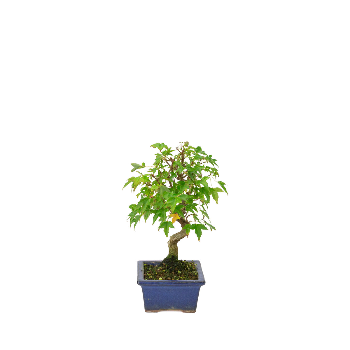 Acer buergerianum, vaso rettangolare blu 13cm, altezza ~24cm