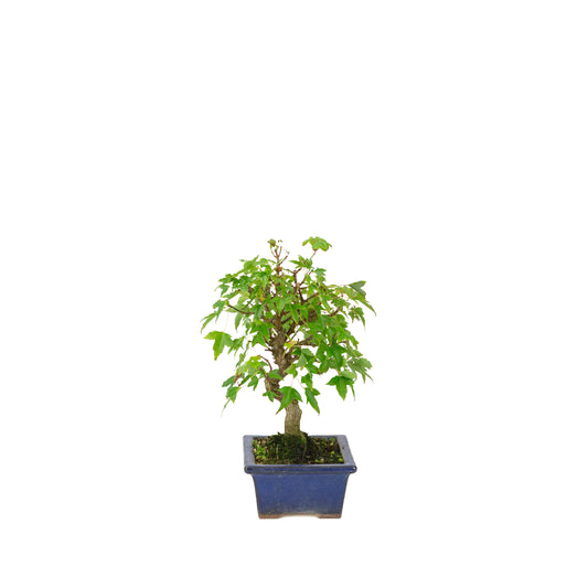 Acer buergerianum, vaso rettangolare blu 13cm, altezza ~24cm