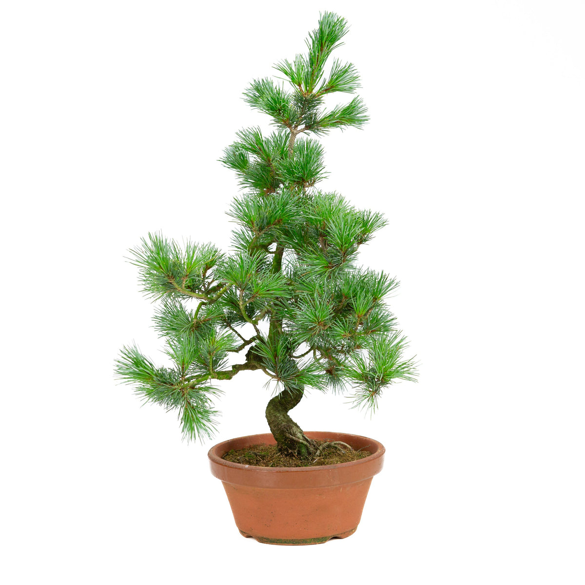 Pinus parviflora in vaso di terracotta da 19 cm, altezza ~53 cm