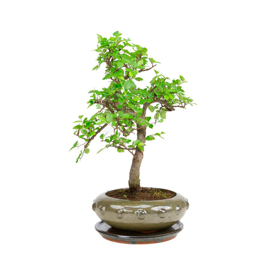 Bonsai Zelkova in vaso rotondo verde 23 cm, altezza ~40 cm