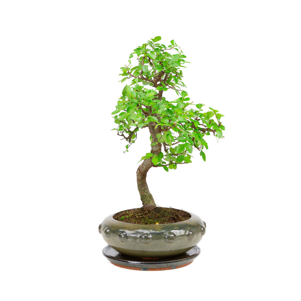 Bonsai Zelkova in vaso rotondo verde 23 cm, altezza ~40 cm